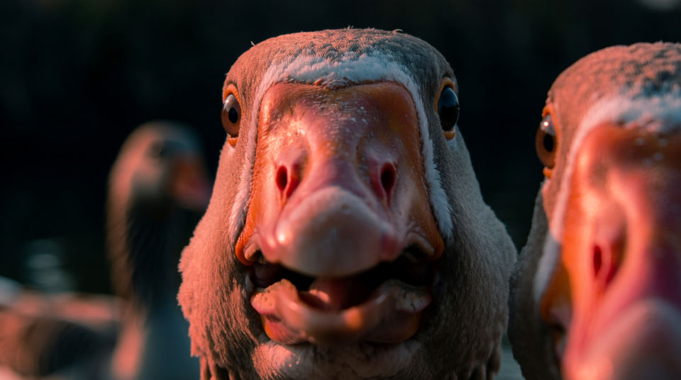 Punctuate a cut with one honk
