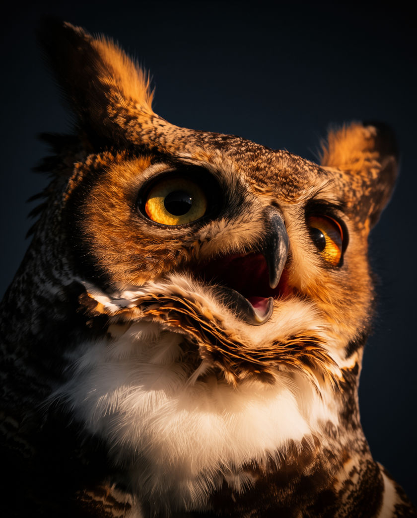 A great horned owl on a bare branch at dusk, ear tufts raised, yellow eyes catching the last light
