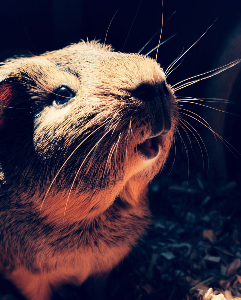 A ginger guinea pig close on straw, nose up and mouth open mid-wheek, warm soft light
