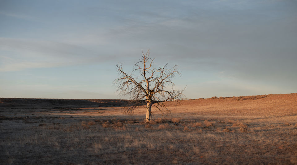Open a landscape with one cry