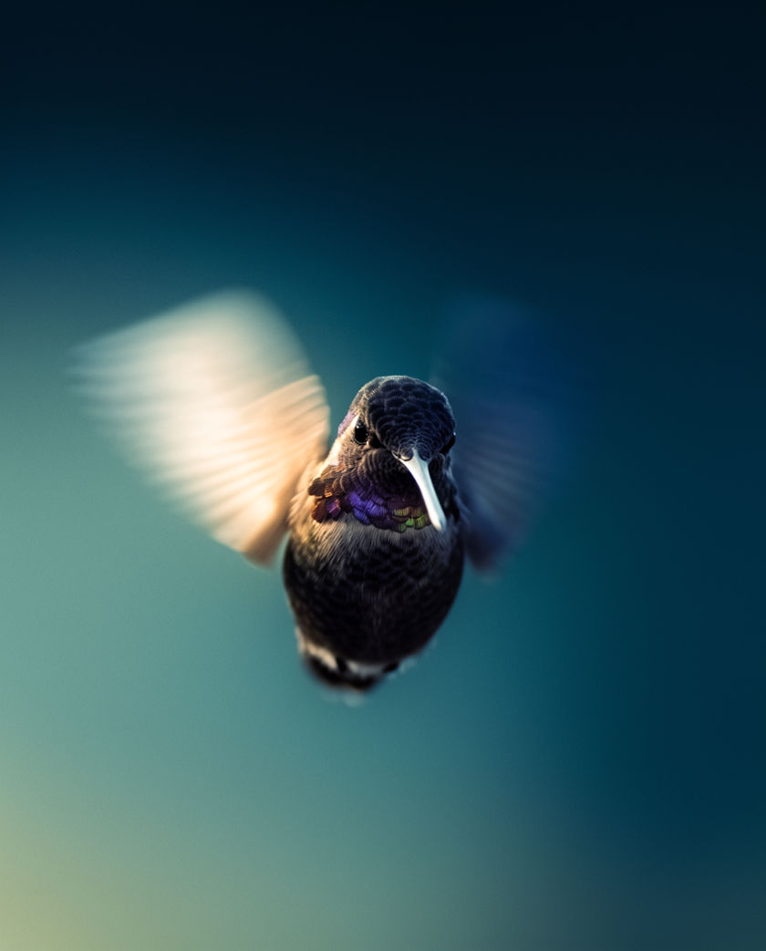 A hummingbird hovering at a red trumpet flower, wings blurred, backlit against deep green