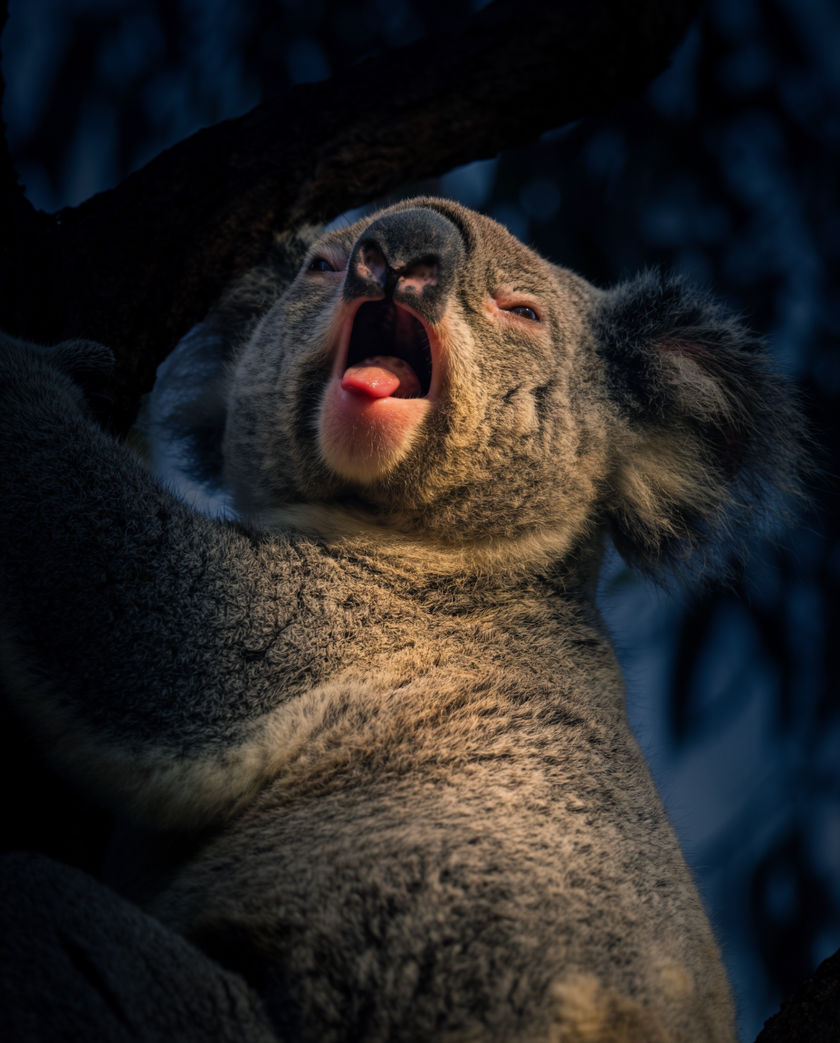 A koala wedged in a eucalyptus fork looking down, mouth open mid-bellow, pale sky behind