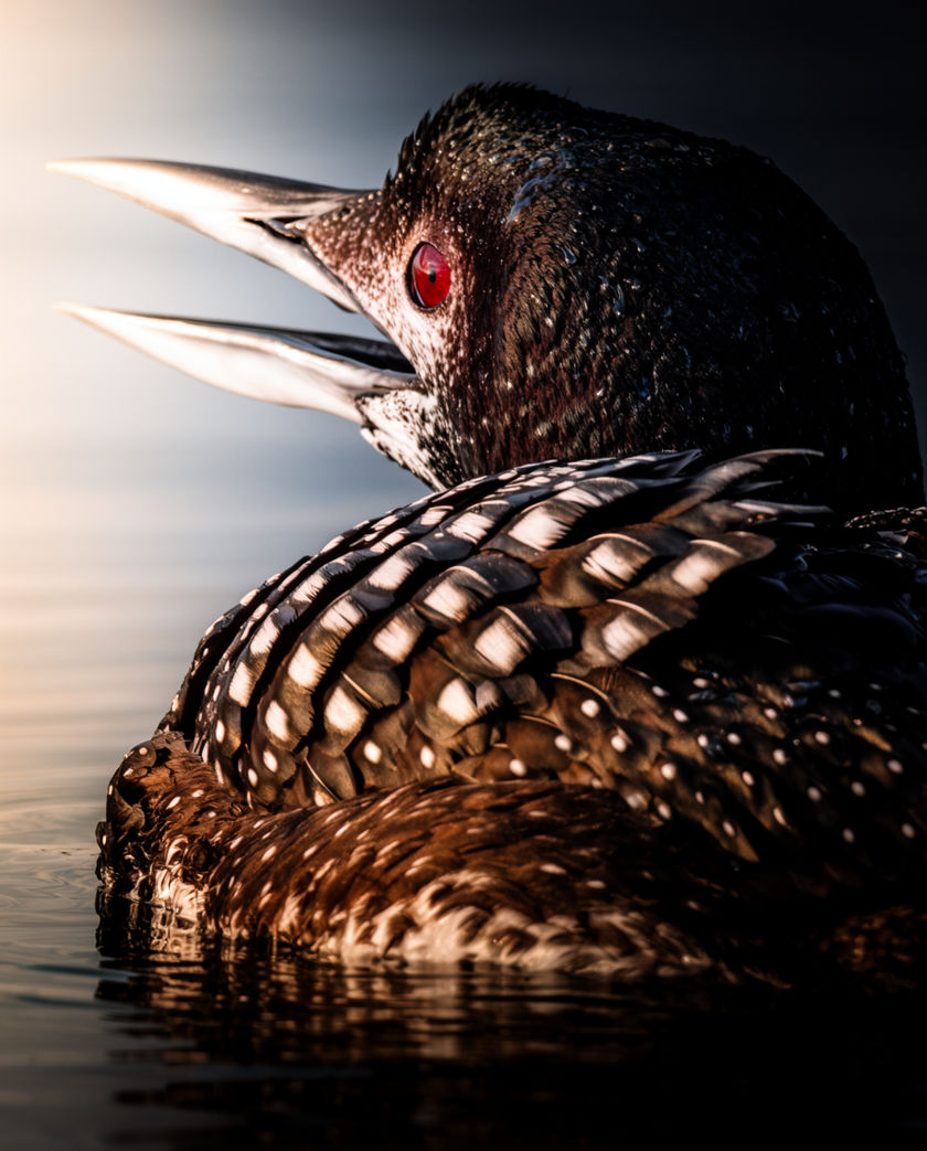 A common loon low on flat dark water at dusk, head raised, mist on the far shore