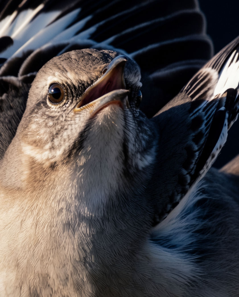 A northern mockingbird on a wire against a pale sky, wings half open mid-song, grey and white