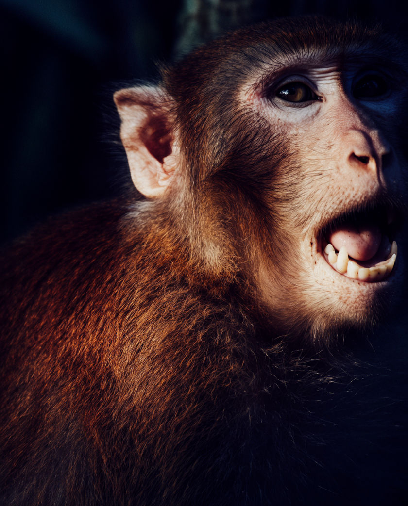 A capuchin mid-screech on a branch, teeth bared, dappled green light across its face