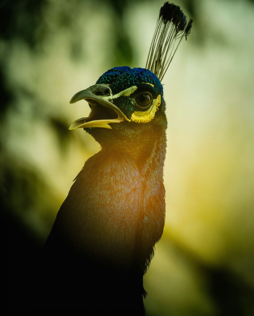 A peacock in full display seen from the side, tail fanned and backlit, head turned mid-call