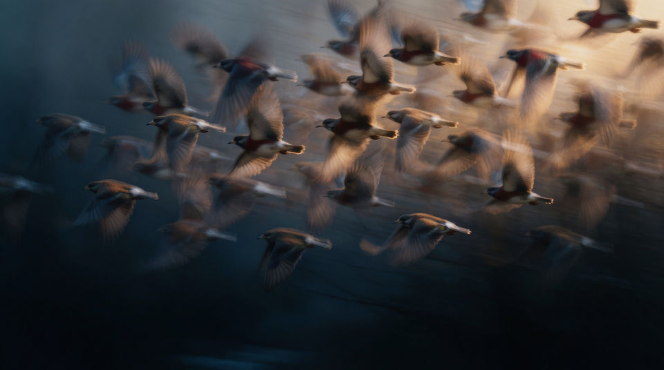 Startle a scene with a flock