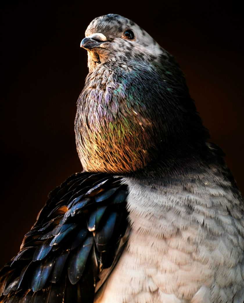 Pigeons scattering off wet paving into grey light, wings blurred, a square receding behind