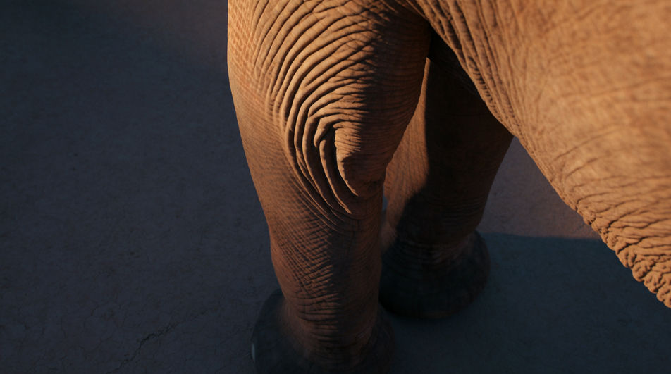 Say the animal is bigger than the frame