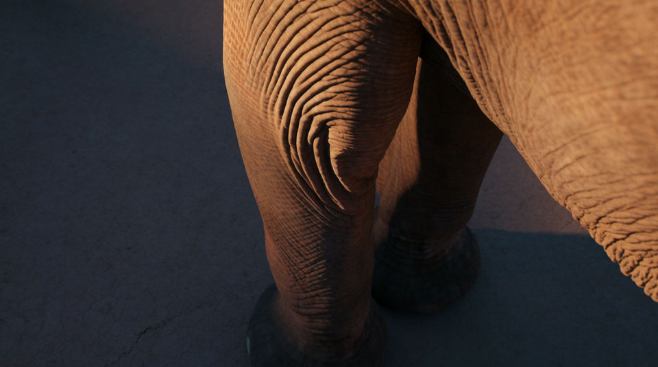 Say the animal is bigger than the frame
