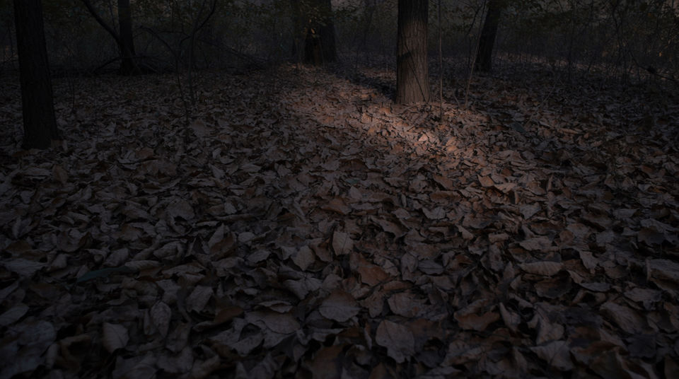 Tell the audience they are in woodland