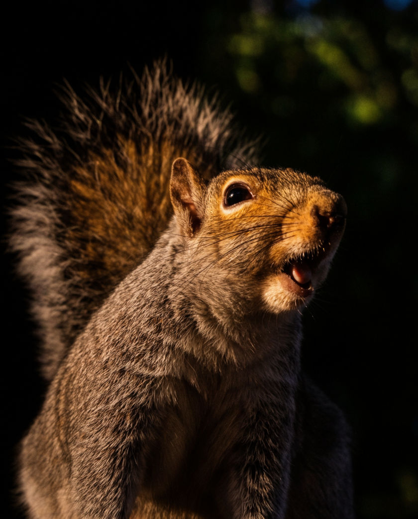 A grey squirrel gripping a branch, mouth open mid-chatter, tail blurred behind it in warm light