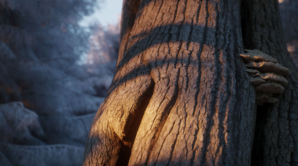 Say the wood is deep and old