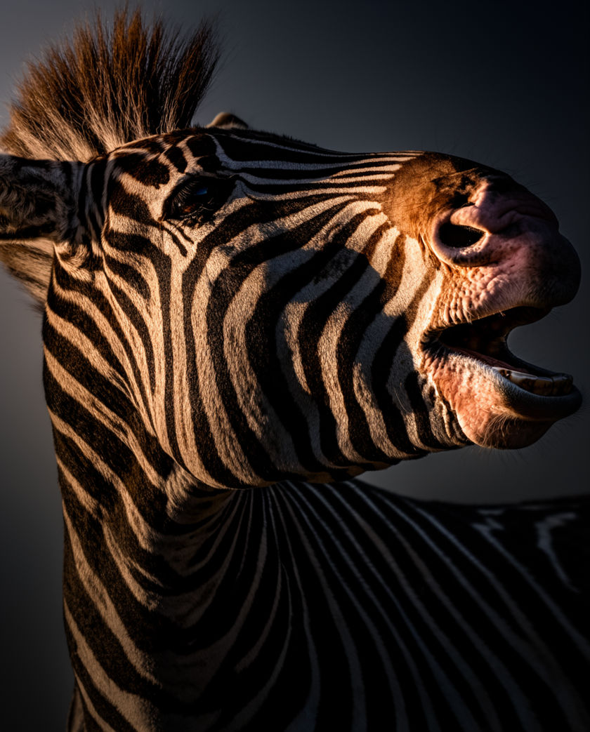A zebra head close in hard savannah light, ears back, mouth open mid-bark, dust hanging behind
