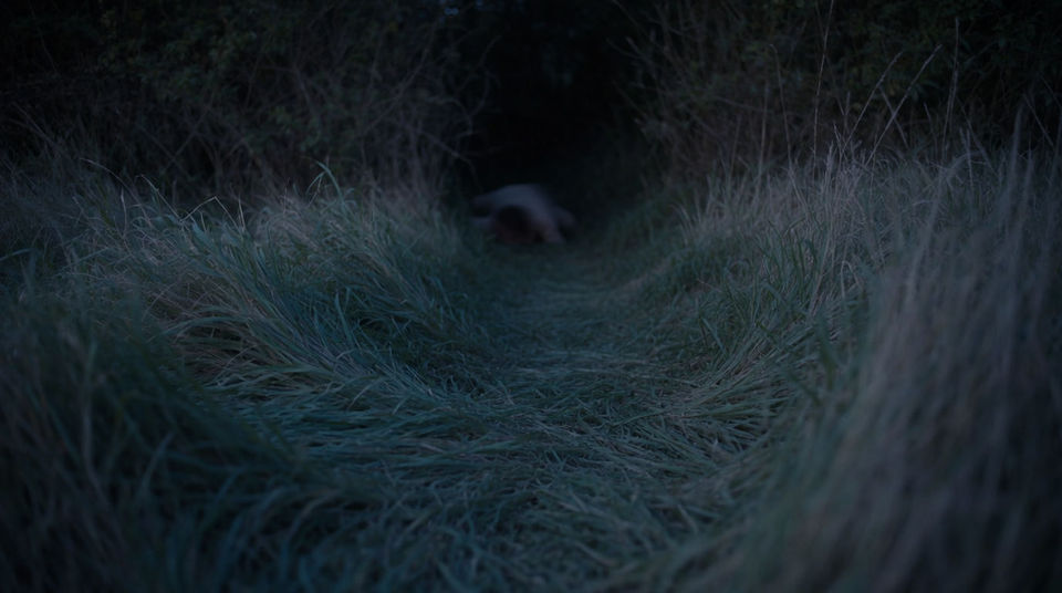 Someone approaching from behind the hedge