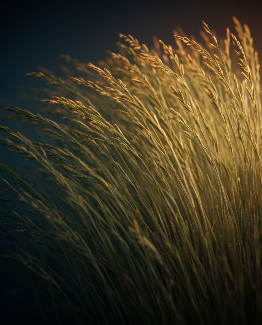 A close low-angle stand of tall green grass blades bending in a gust, warm side light raking across them against a dark cool ground
