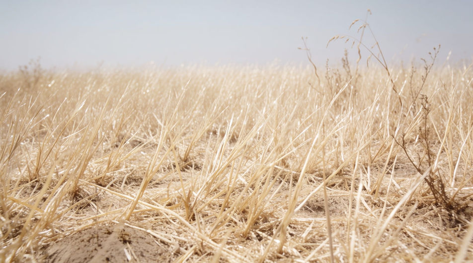 Late summer, and everything has dried out