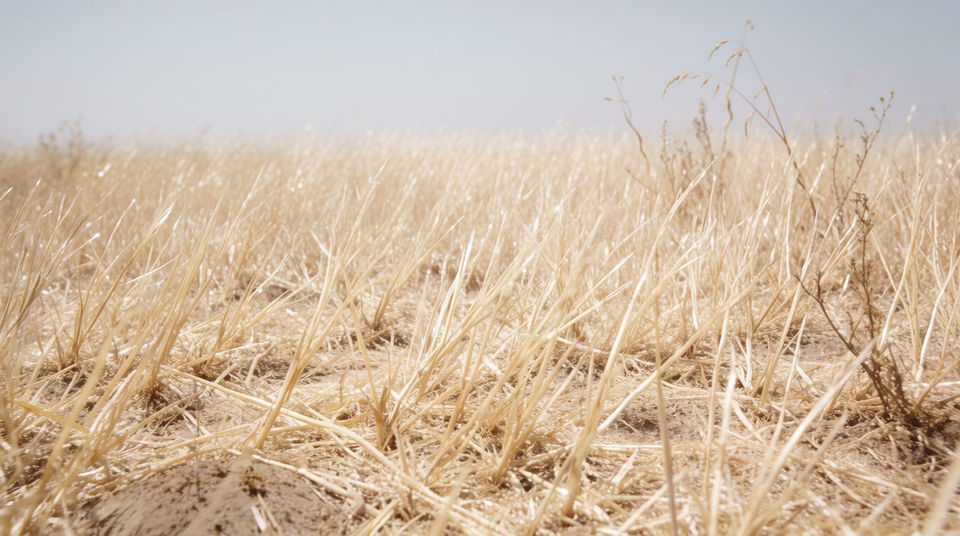 Late summer, and everything has dried out