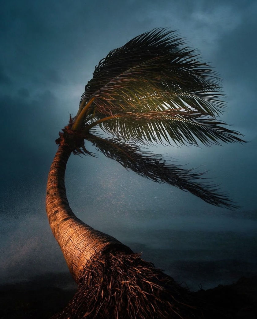 A single palm bent hard sideways under warm low light against a dark sky, fronds streaming as the wind drives them flat