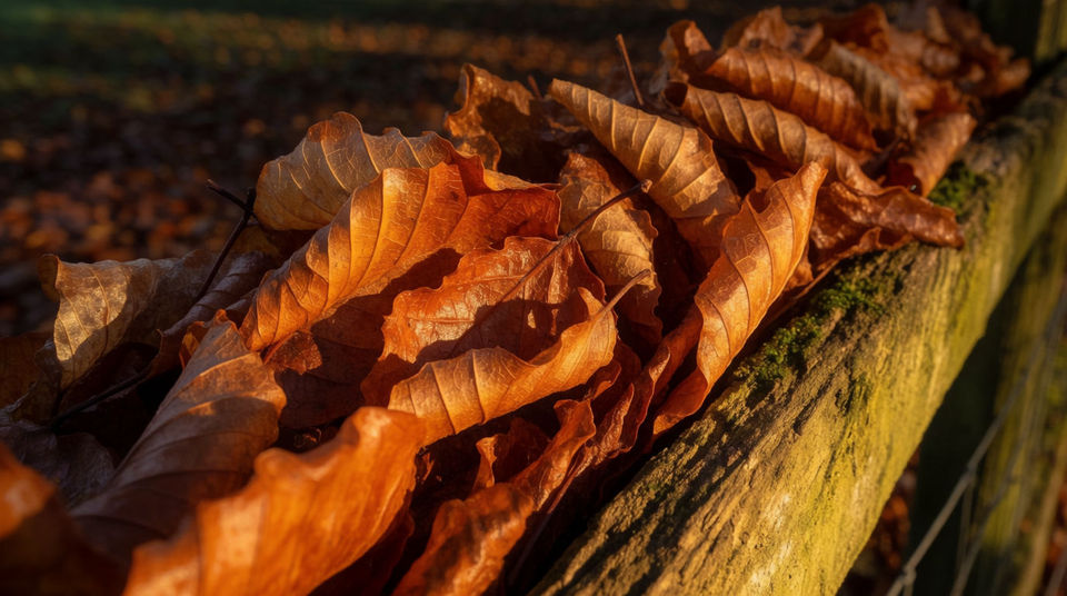 An autumn woodland, before anyone speaks