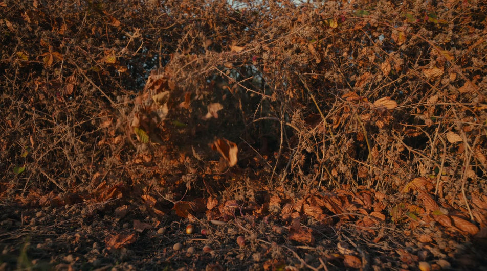 Something moving in the hedgerow