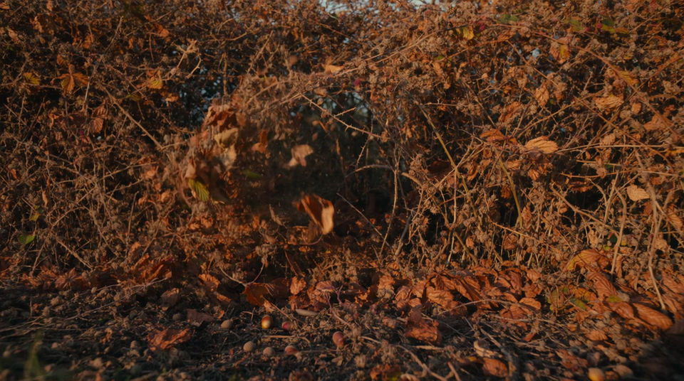 Something moving in the hedgerow