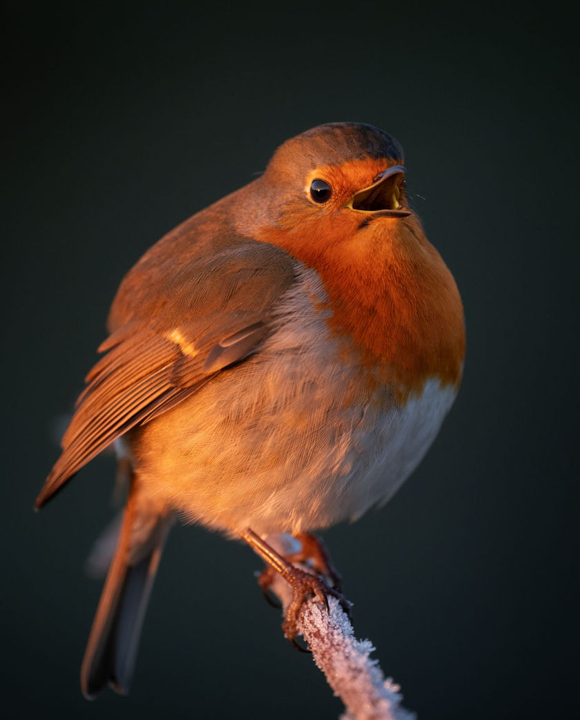 A small songbird perched on a branch in warm low side light, beak open mid-song, its bright form set against a dark cool ground