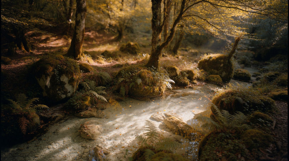 A forest that feels cool and damp