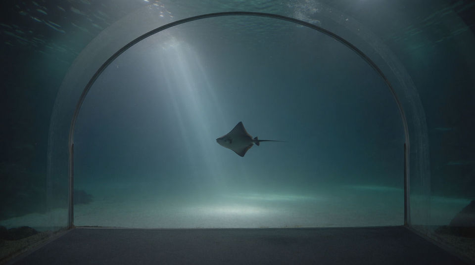 When a held shot below the surface needs weight