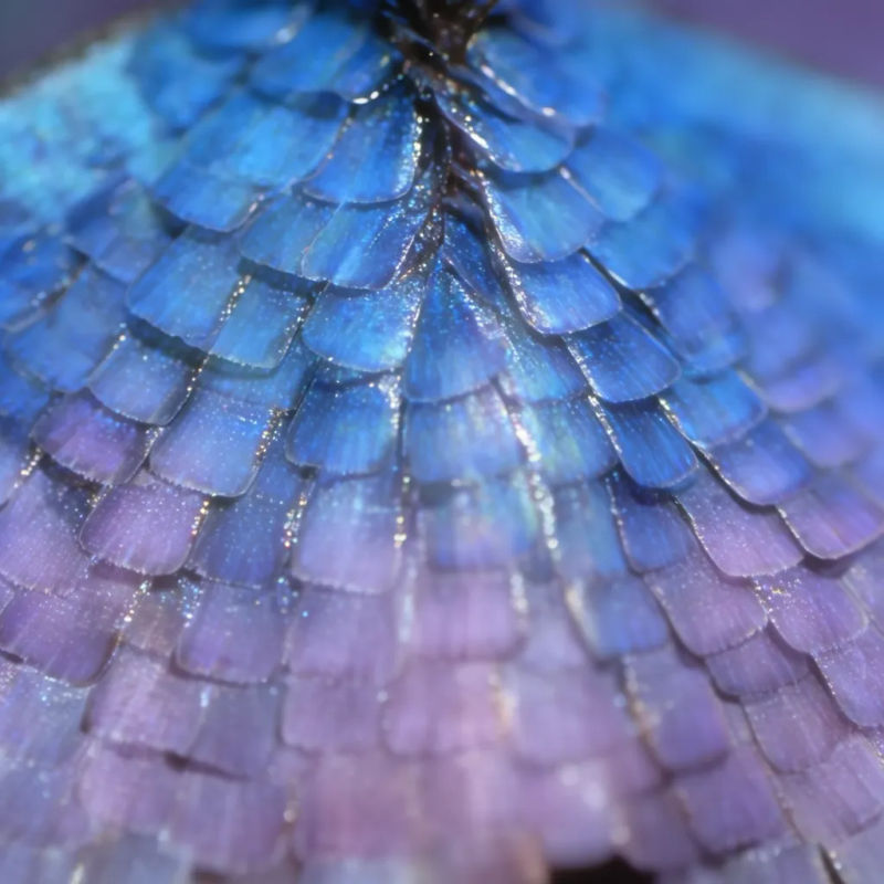 Makrodetail