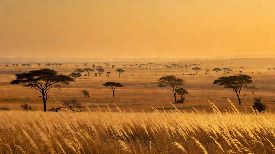 Savanna horizon with acacia trees