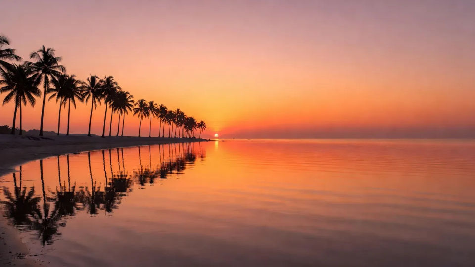 Coastal palm sunset