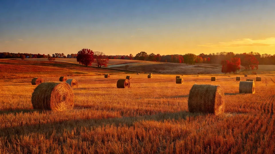 Harvest field panorama