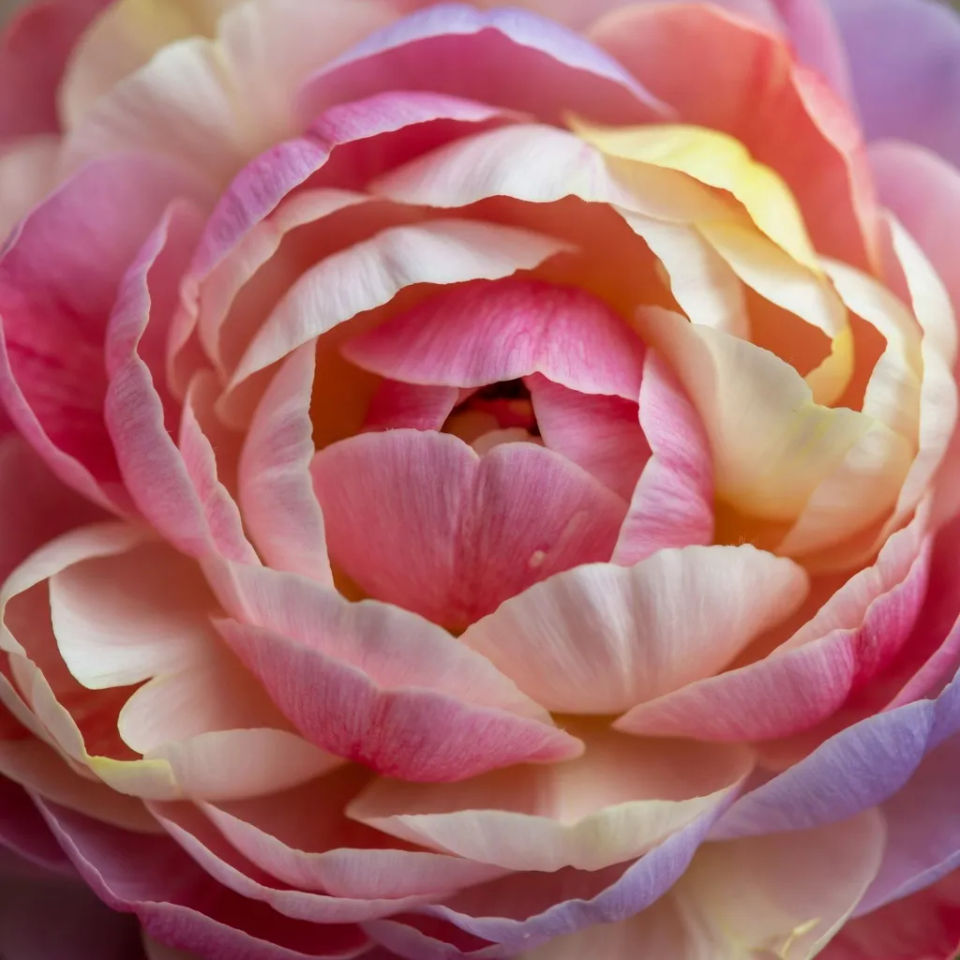 Full-bleed petal crop