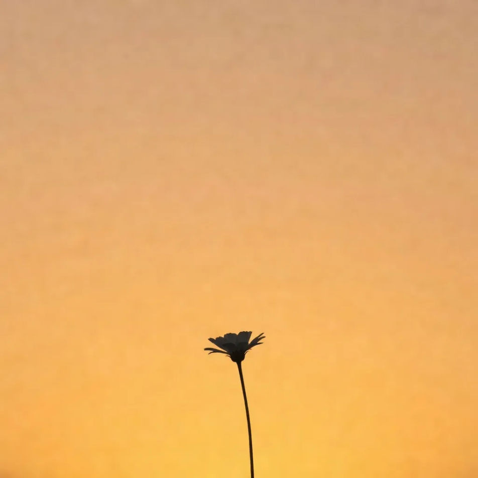 Backlit silhouette crop