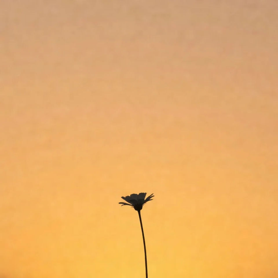 Backlit silhouette crop