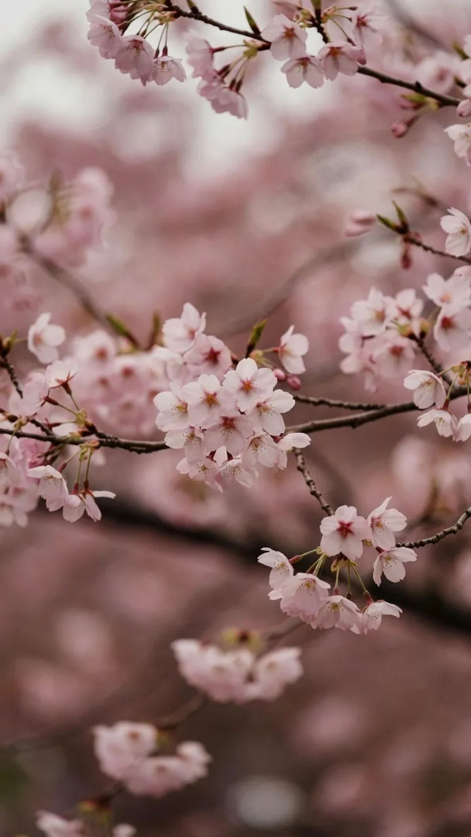 Presentation background