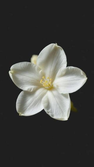 Jasmine Images HD Downloads | Morphic