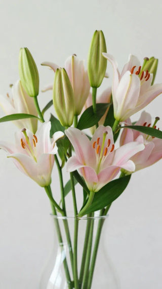 Lily Images - Free HD Downloads | Morphic