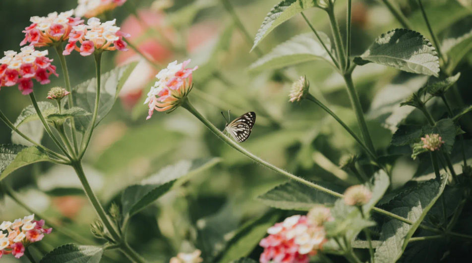 Butterfly on flower