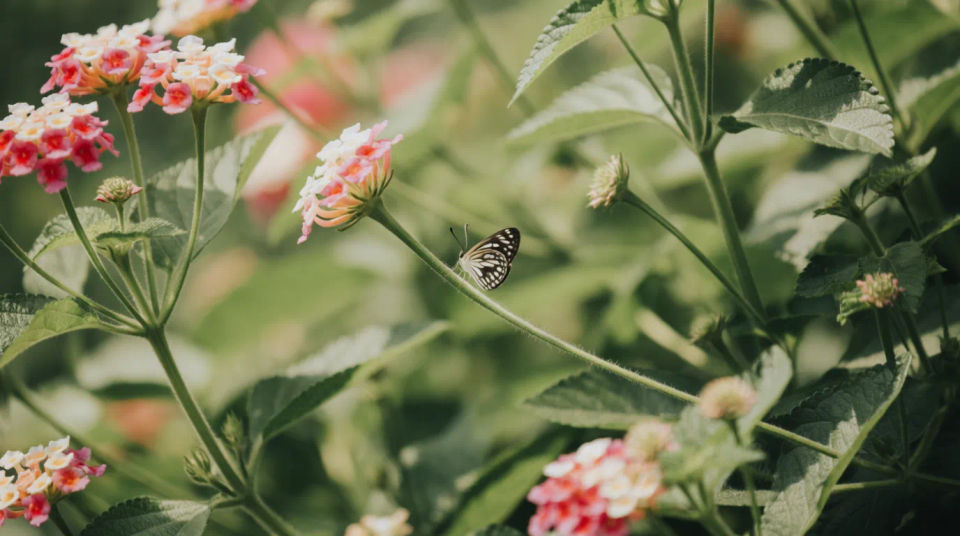 Butterfly on flower