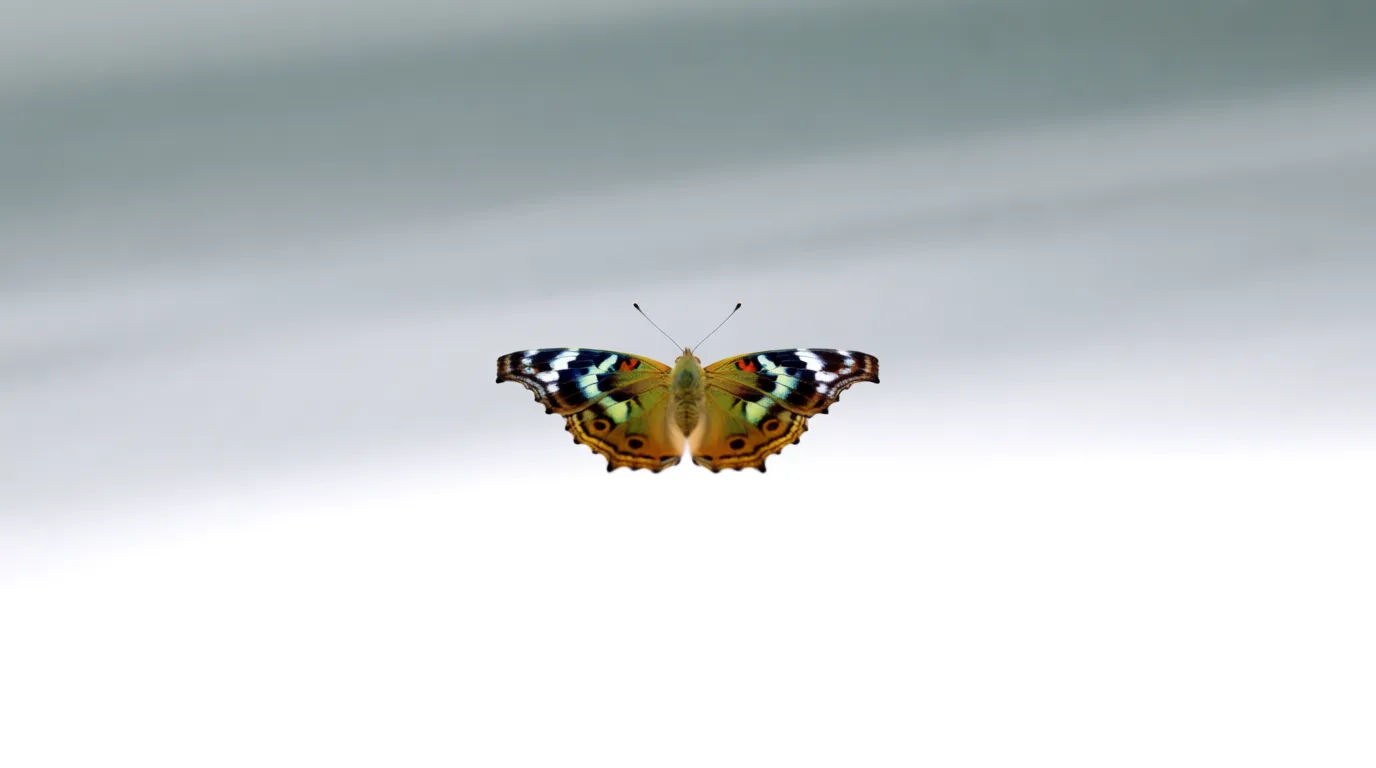 Wing spread display