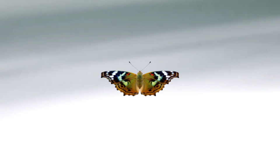 Wing spread display