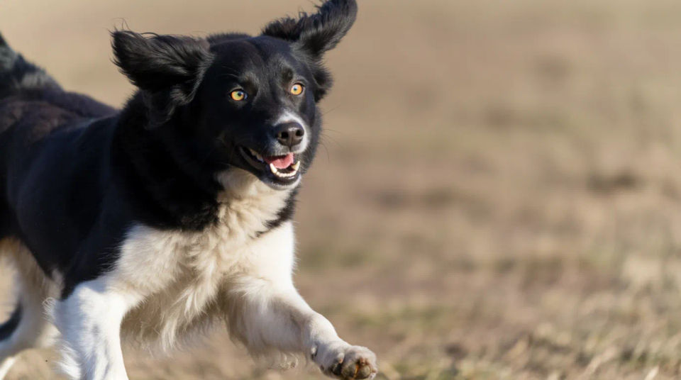 Playing or running