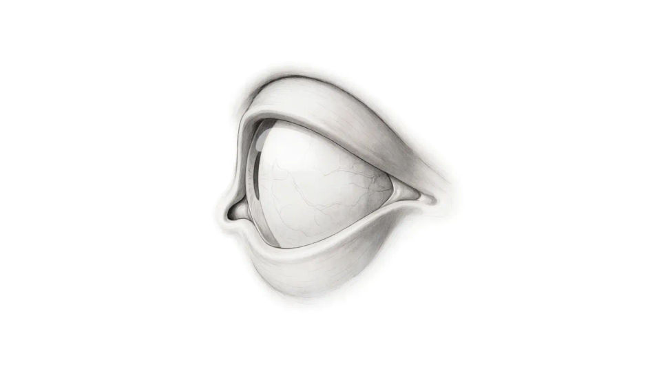 Eye in profile view