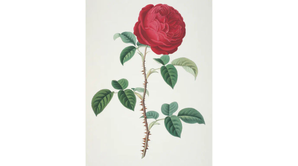 Rose with thorns and leaves