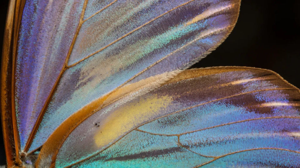 Focused close-up detail