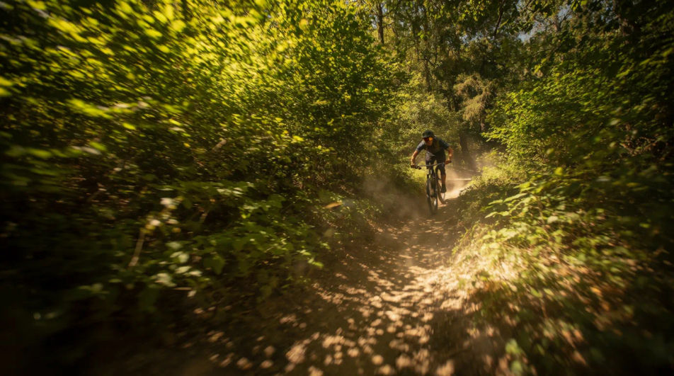 Forest trail perspective