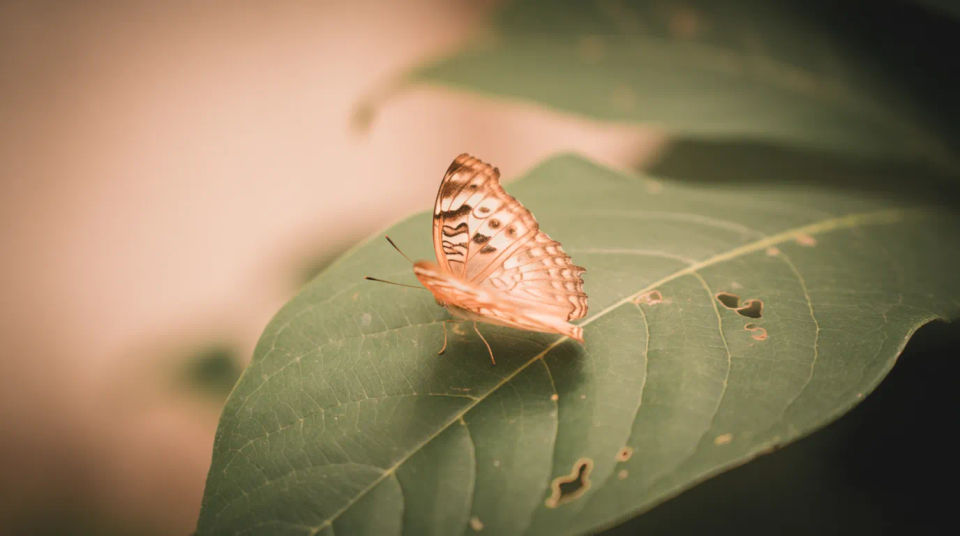 Butterfly on leaf