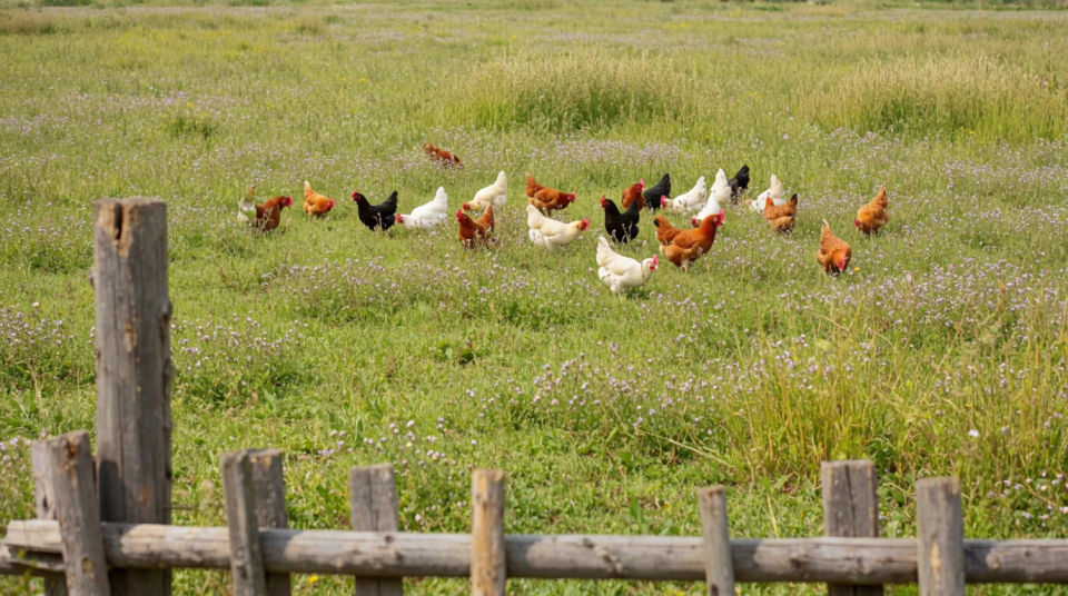 Campo de forrajeo